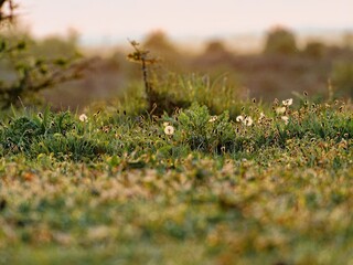 Closeup of a summer meadow full of wildflowers with warm sunlight. Sunset scene on the salt marsh....