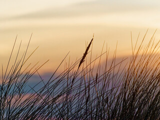Silhouette of dune grass with golden sunset lighting. Evening image on a summers evening. Wild flower meadow