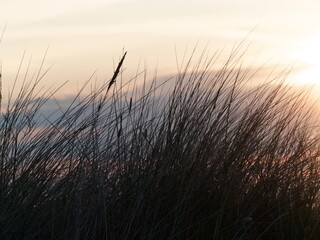Silhouette of dune grass with golden sunset lighting. Evening image on a summers evening. Wild...