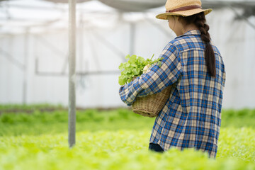 Fresh from farm. Gardener carrying crate of fresh lettuce from farm ready to sell to client.