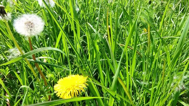 sch&ouml;ne gr&uuml;ne Wiese mit gelben L&ouml;wenzahnbl&uuml;ten, Nahaufnahme, Samen, Pollen
