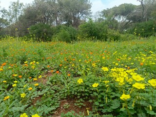 Beautiful forest background with spring flowers through the trees