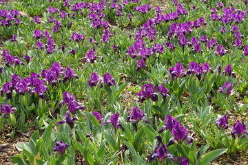 Fototapeta premium Flower bed covered with blossoming purple dwarf irises in April