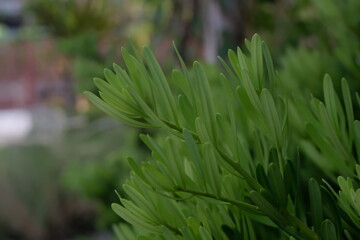 Green tropical plants, green leaves background.