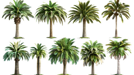 Fototapeta premium Palm trees on white PNG transparent background