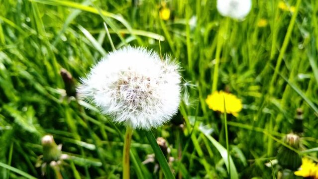 sch&ouml;ne gr&uuml;ne Wiese mit wei&szlig;en Pusteblumen, L&ouml;wenzahn, Nahaufnahme, Samen, Pollen
