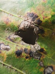 Obraz premium Close Up Of A Leaf Eaten By A Caterpillar