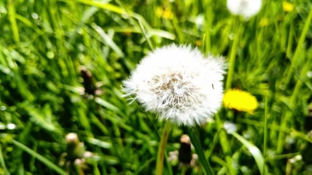 sch&ouml;ne gr&uuml;ne Wiese mit wei&szlig;en Pusteblumen, L&ouml;wenzahn, Nahaufnahme, Samen, Pollen
