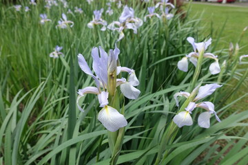 Fototapeta premium Pale violet flowers of irises in June