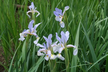 Several light violet flowers of irises in June © Anna