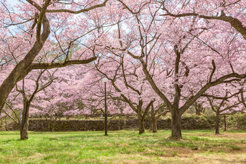 Obraz premium Sakura cherry blossoms in full bloom at the Takato Castle Park in Nagano Prefecture, one of the Japan's Top 100 Cherry Blossom Spots.