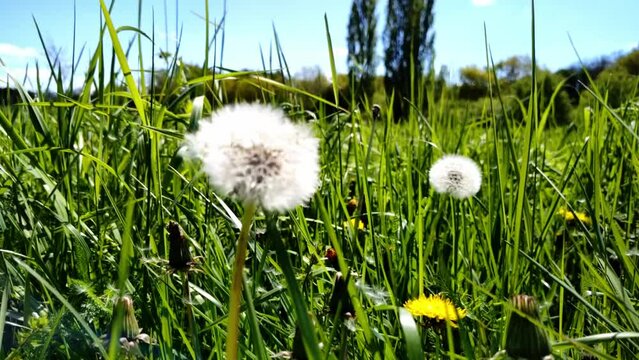 sch&ouml;ne gr&uuml;ne Wiese mit wei&szlig;en Pusteblumen, L&ouml;wenzahn, Nahaufnahme, Samen, Pollen
