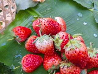 Photo of a pile of fresh strawberries on a banana leaf