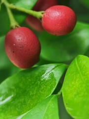 Close Up Photo Of Small Red Fruits In Bushes