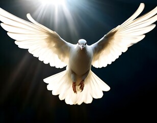A white dove flies with wings spread wide at us from the darkness in the rays of light