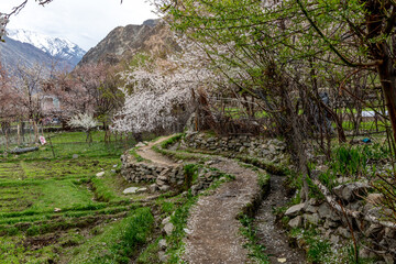 Pink apricot blossoms in springtime in the Indian Himalayan village of Turtuk near the borders with...