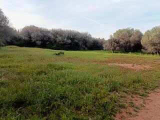 A Tranquil Haven Where Nature Beckons the Soul to Wander Freely