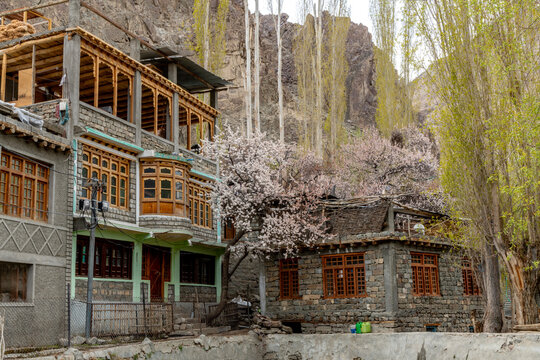 Pink apricot blossoms in the farming village of Turtuk in northern India near the borders with Pakistan and Tibet