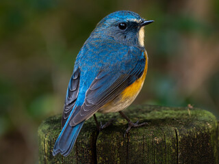 木陰の杭の上でリラックスしているルリビタキの雄