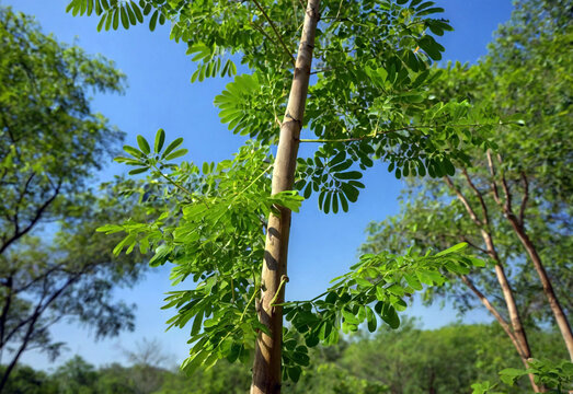 The drumstick in moringa tree
