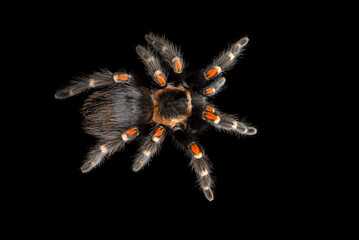 Birdeating Spider top view isolated on black background