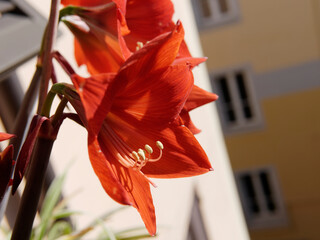 beautiful amaryllis plant in a terrace