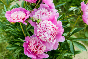 Beautiful Japanese-shaped peony flowers with pink petals and delicate yellowish stamens