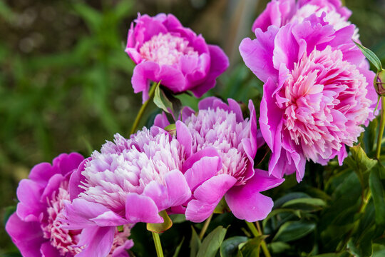 Beautiful Japanese-shaped peony flowers with pink petals and delicate yellowish stamens