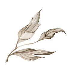 Hand drawn watercolor grisaille monochrome flower, bush, tree leaves, stems, branches. Single element isolated on white background. Invitations, wedding or greeting cards, floral shop, print, textile