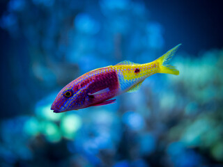 bicolor goatfish (Parupeneus barberinoides) swimming on a reef tank with blurred background