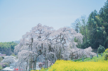 福島　三春滝桜