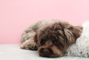 Cute Maltipoo dog with pillow resting on grey table against pink background, space for text. Lovely pet