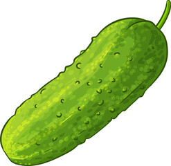 Сucumber Vegetable  Colored Detailed Illustration