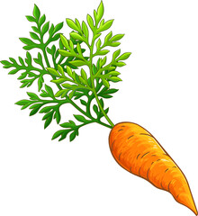 Carrot Root Colored Detailed Illustration