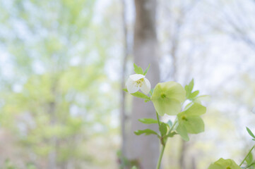 クリスマスローズ