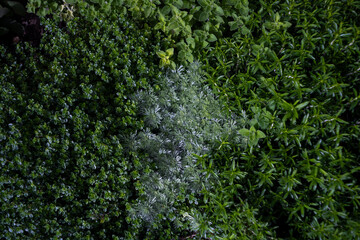 Walk in the garden plants flowers 