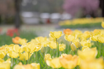 黄色いチューリップ