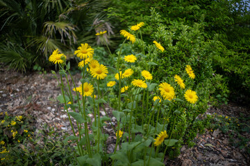 Walk in the garden plants flowers 