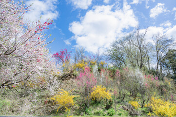 福島　花やしき公園（福島市）