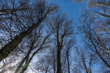 Looking up at the tall treetops view from below towards the high branches blue sky and clouds winter