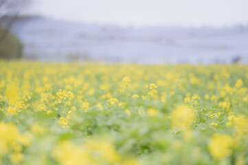 茨城　菜の花畑