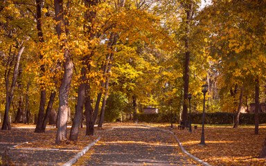 Autumn landscape. yellow leaves on trees, autumn, alleyway