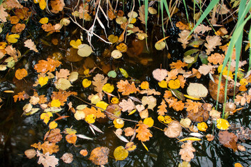yellow fallen autumn leaves on the surface of the river