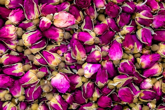 tea rose buds. pink rose buds. flower buds