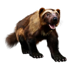 3D Rendering Wolverine on White