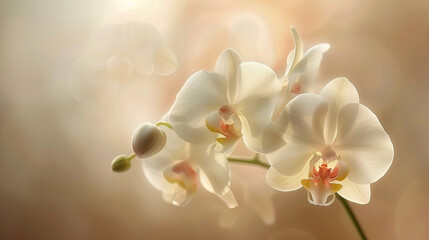the ethereal beauty of an orchid in soft, diffused light, with its translucent petals and delicate...