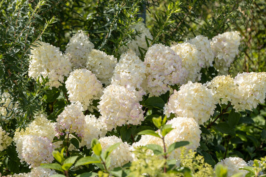Hydrangea paniculata sort Silver Dollar: hydrangea paniculata blooms on the Bush in the garden in summer