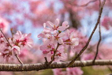 Takato Kohigan Sakura cherry blossoms in full bloom at the Takato Castle Park in Nagano Prefecture, one of the Japan's Top 100 Cherry Blossom Spots.