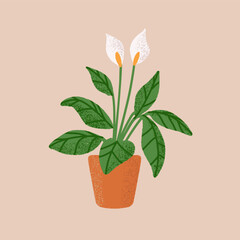 Peace lilies growing in ceramic flowerpot. Spathiphyllum or spath plant in clay pot. Gentle houseplant with elegant flowers, green leaves. Floral interior decor. Flat isolated vector illustration