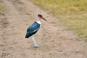 Marabou stork bird walking along a sandy path